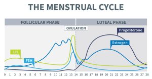 Graphical chart of the menstrual cycle showing hormonal changes across phases